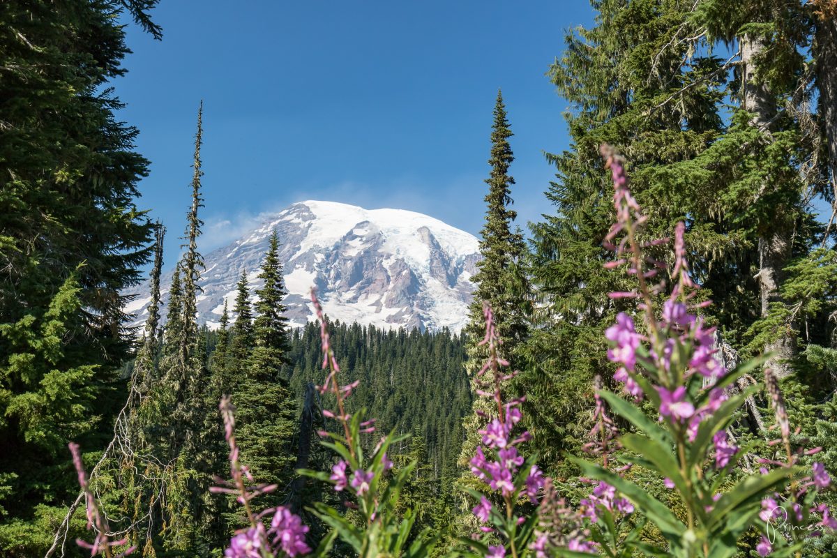 Roadtrip UPDATE: vom Mount Rainier nach Seattle (mit Video)