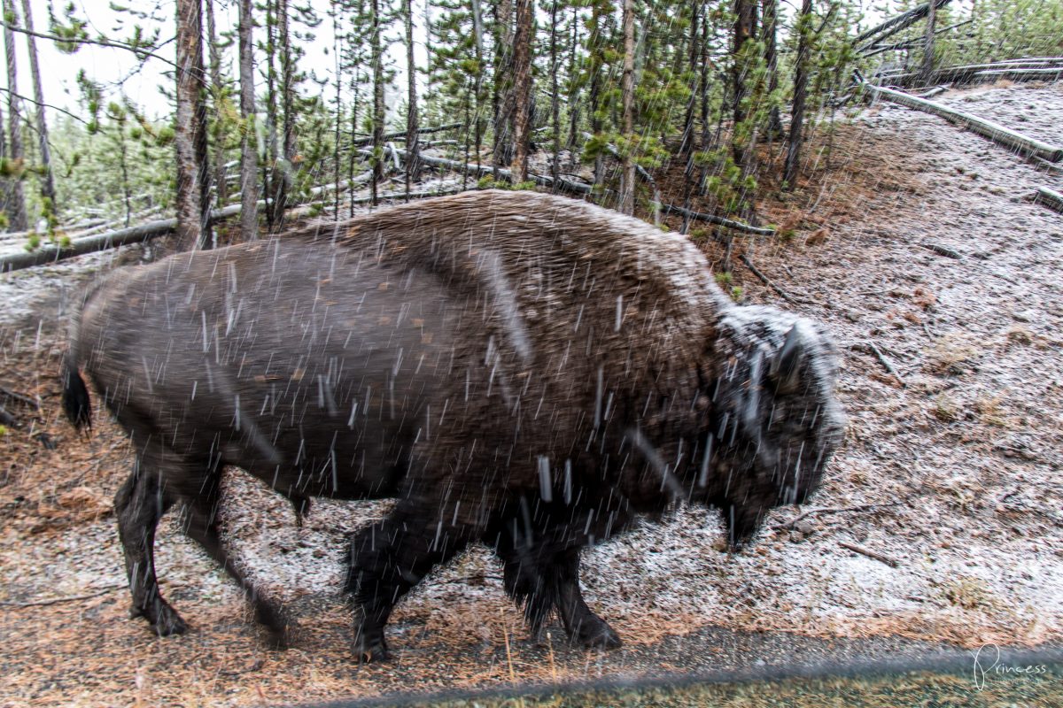 Roadtrip UPDATE: Yellowstone National Park und Las Vegas (mit Video)