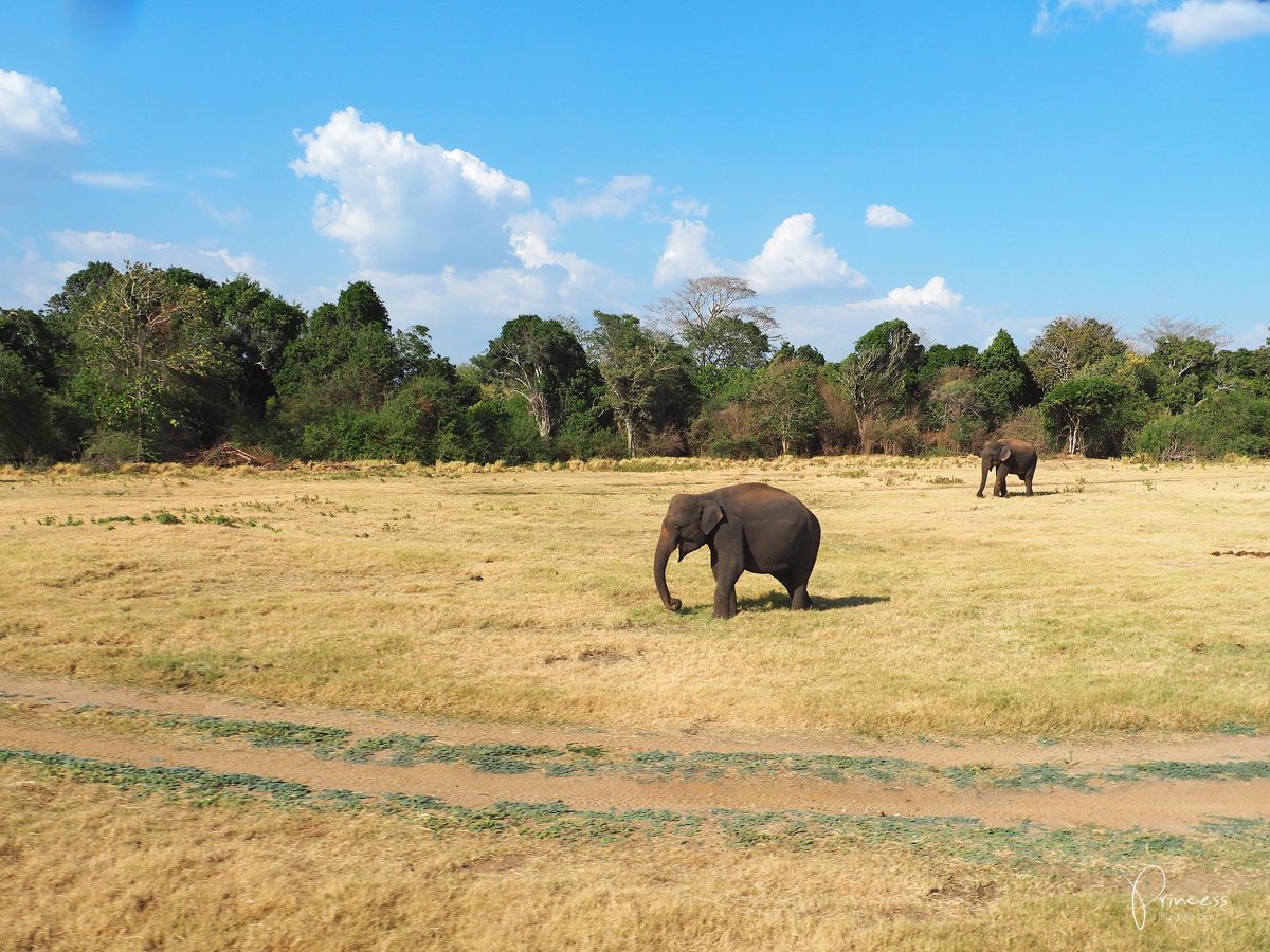 Sri Lanka und die besten Reise-Tipps