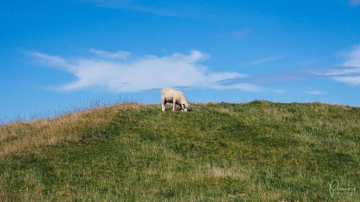 5 Must do auf der Südinsel von Neuseeland