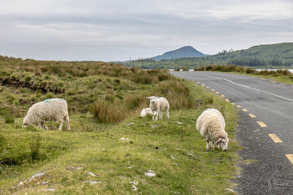 6 Irland-Tipps von Reisebloggern