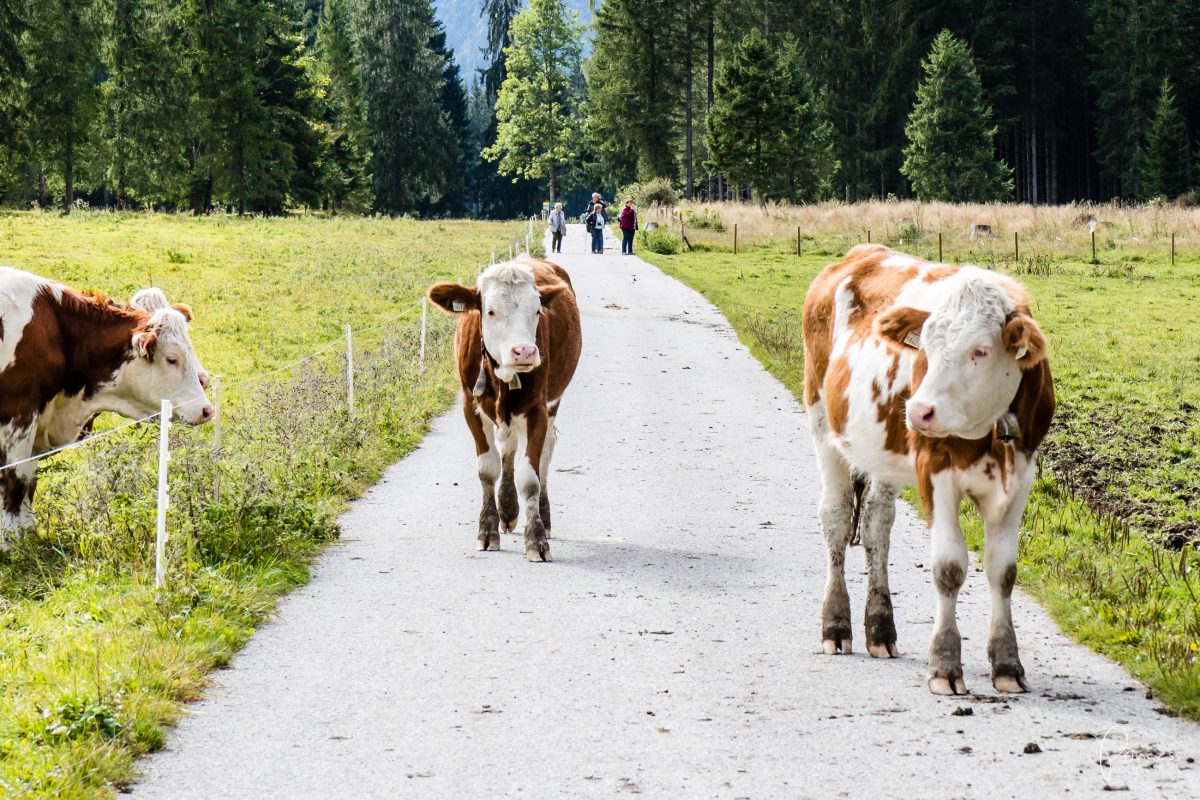 Achensee im Tirol (mit Vlog)