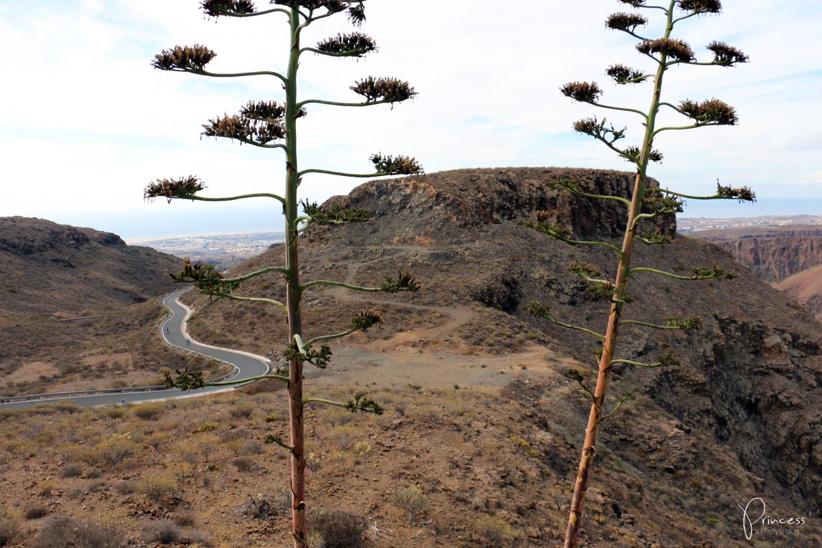 Gran Canaria Ferien: 7 Tipps & ein Reisebericht