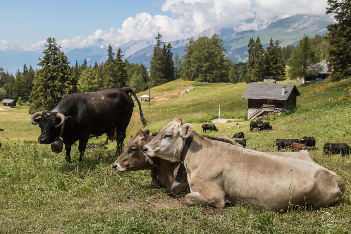 Übernachten auf der Alp im Cube365 - Wallis, Crans Montana