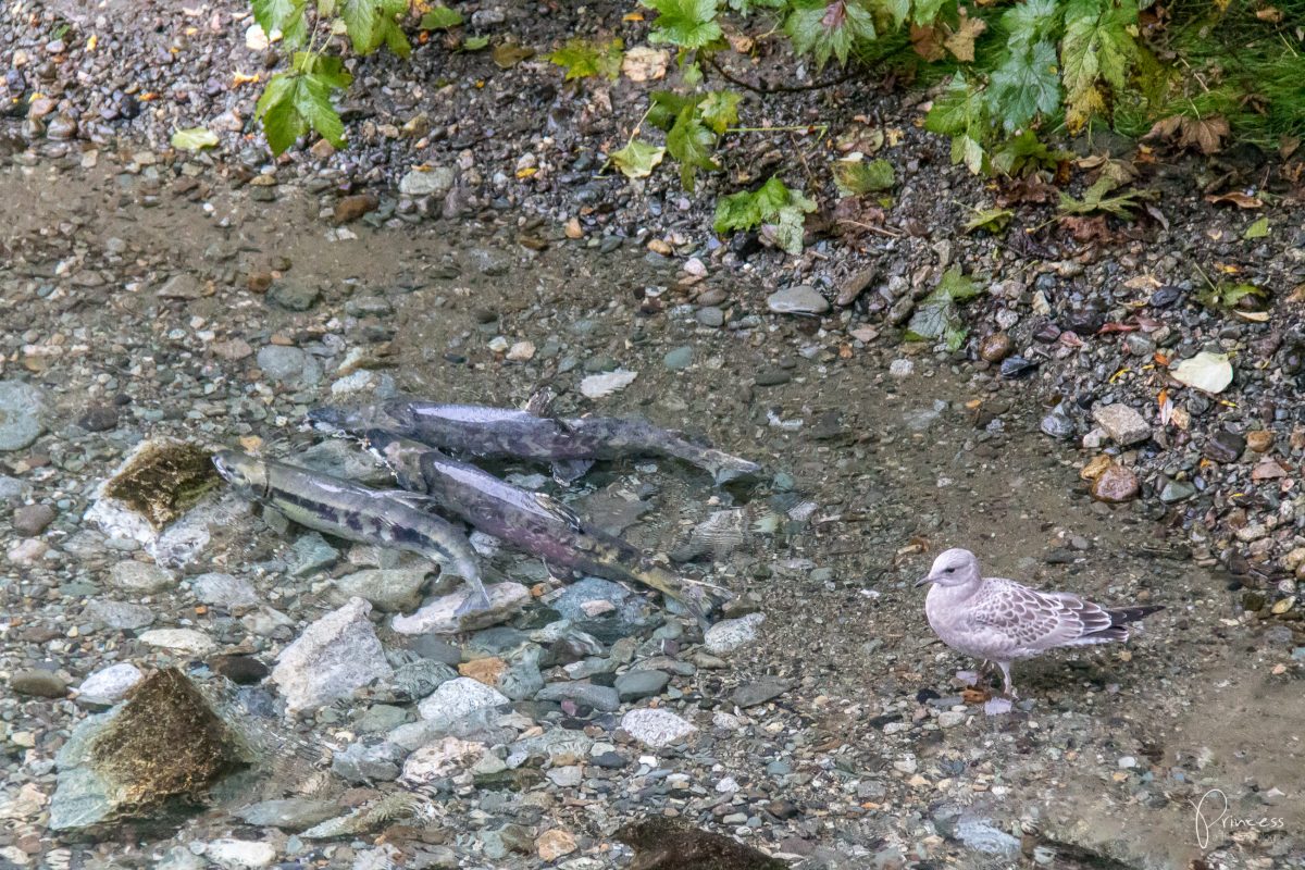 Ein Besuch in Hyder, Alaska - und die Suche nach Grizzlybären