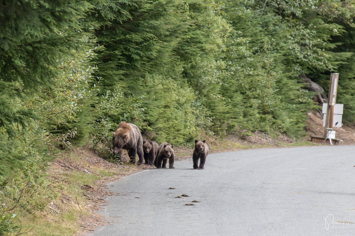 Alaska: Grizzly-Bären Beobachtung (VIDEO)