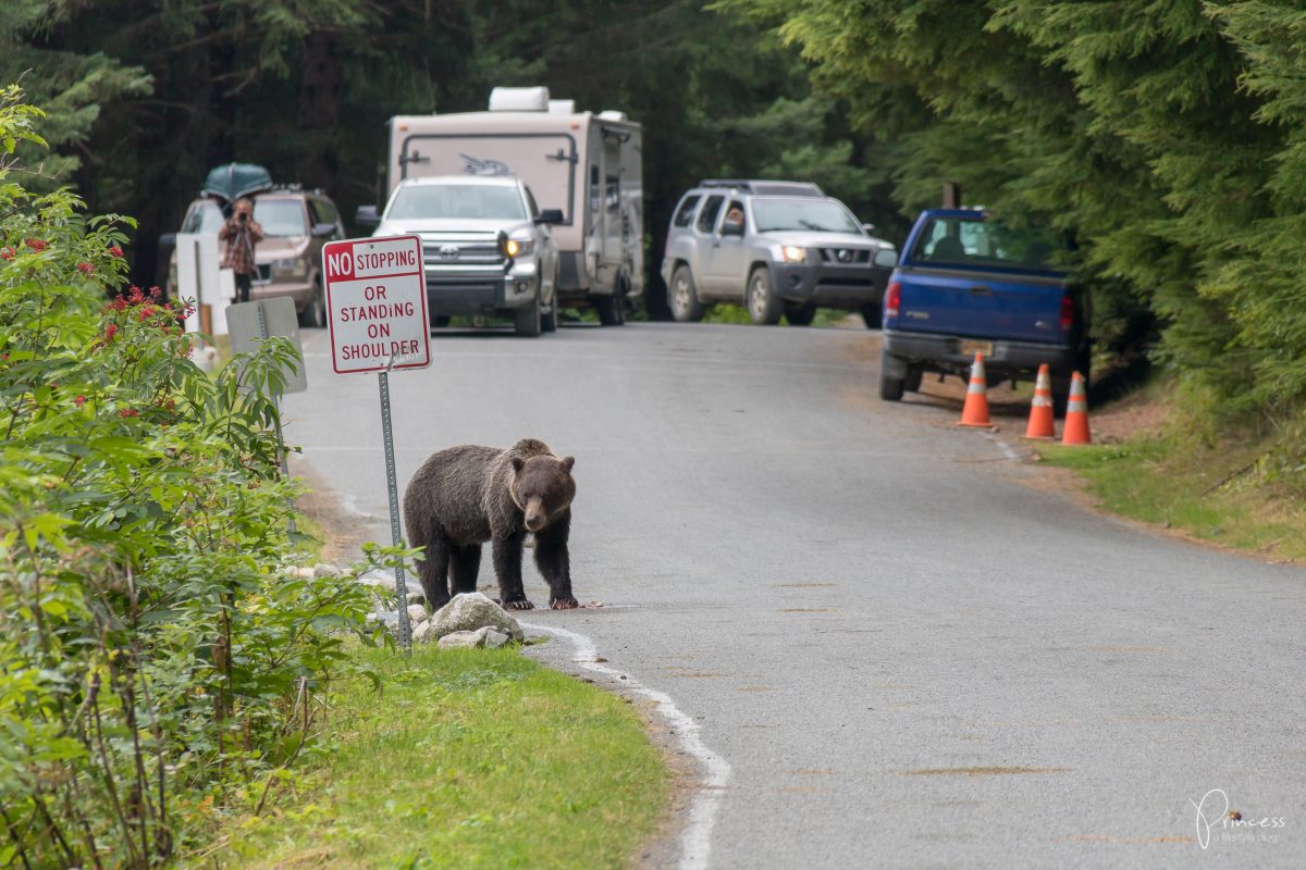 Alaska: Grizzly-Bären Beobachtung (VIDEO)