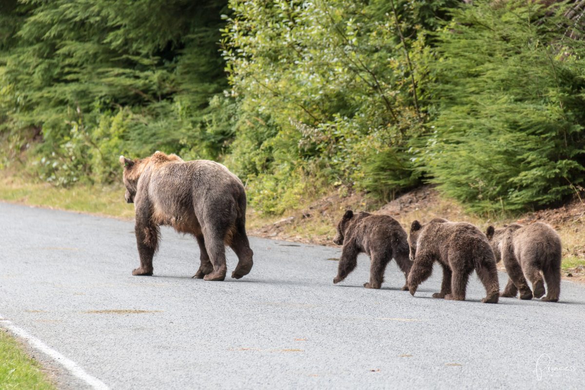 Alaska: Grizzly-Bären Beobachtung (VIDEO)