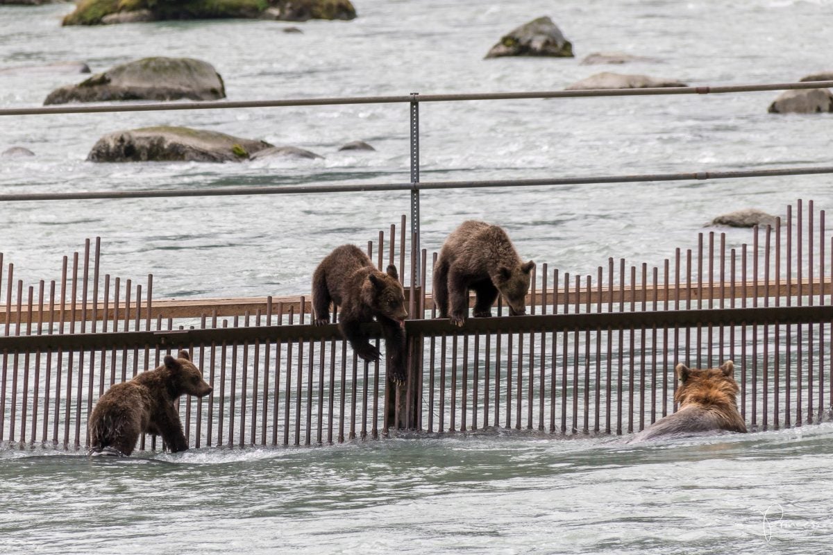 Alaska: Grizzly-Bären Beobachtung (VIDEO)