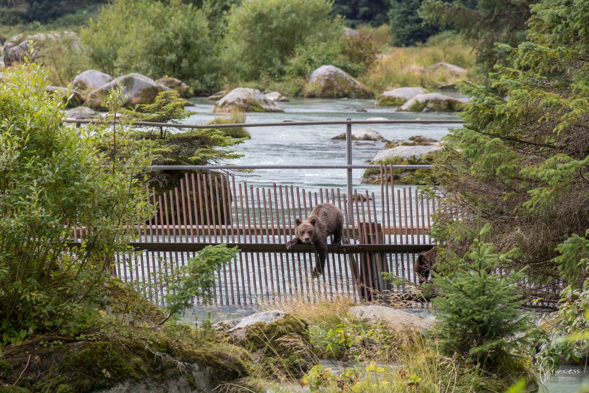 Alaska: Grizzly-Bären Beobachtung (VIDEO)