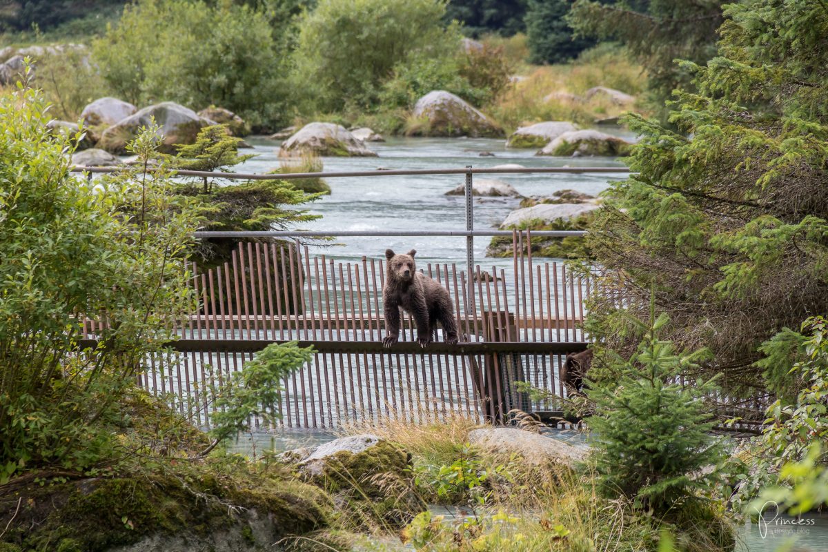 Alaska: Grizzly-Bären Beobachtung (VIDEO)