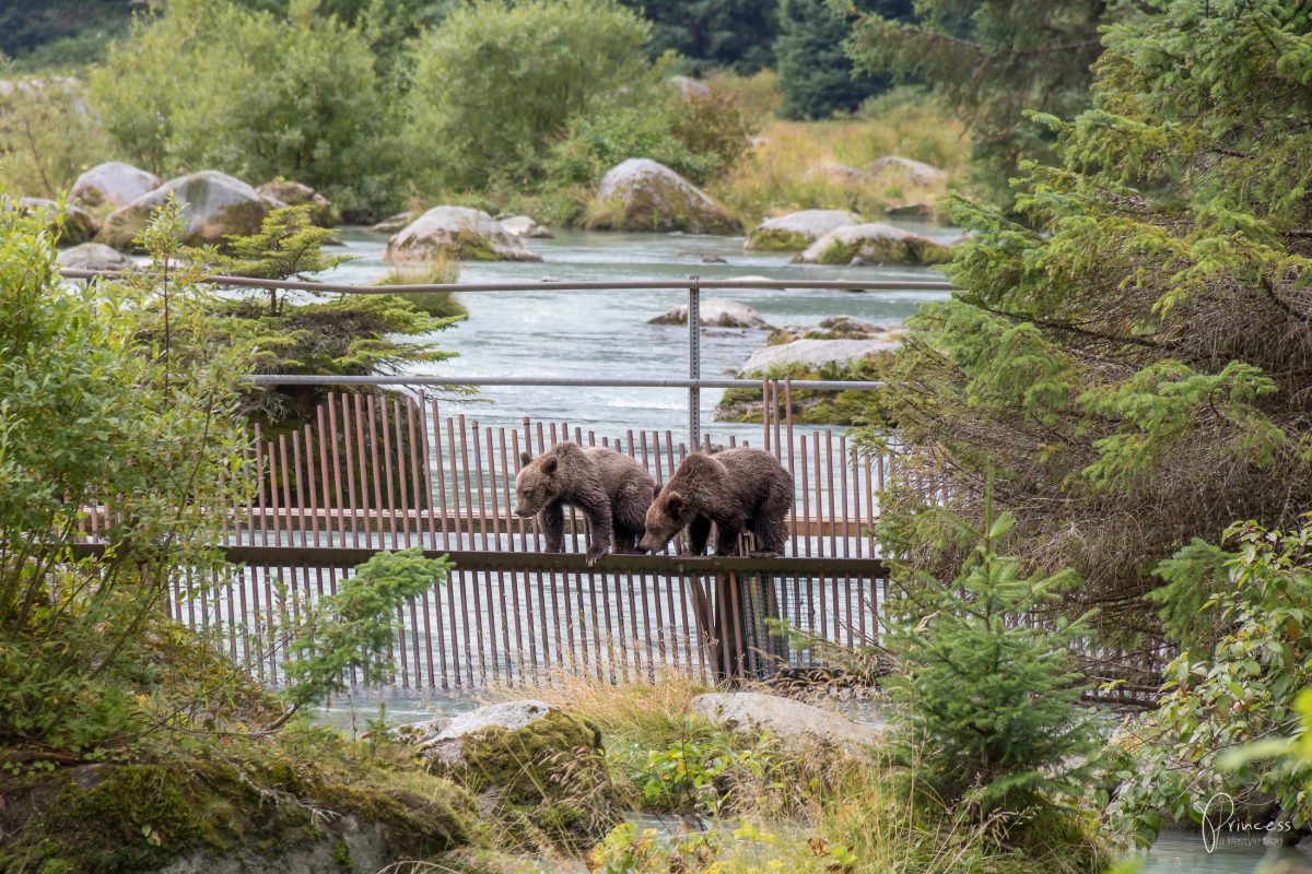 Alaska: Grizzly-Bären Beobachtung (VIDEO)