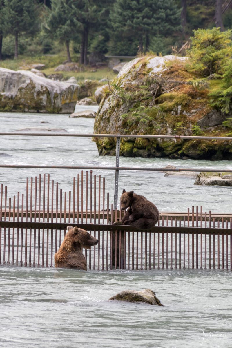 Alaska: Grizzly-Bären Beobachtung (VIDEO)