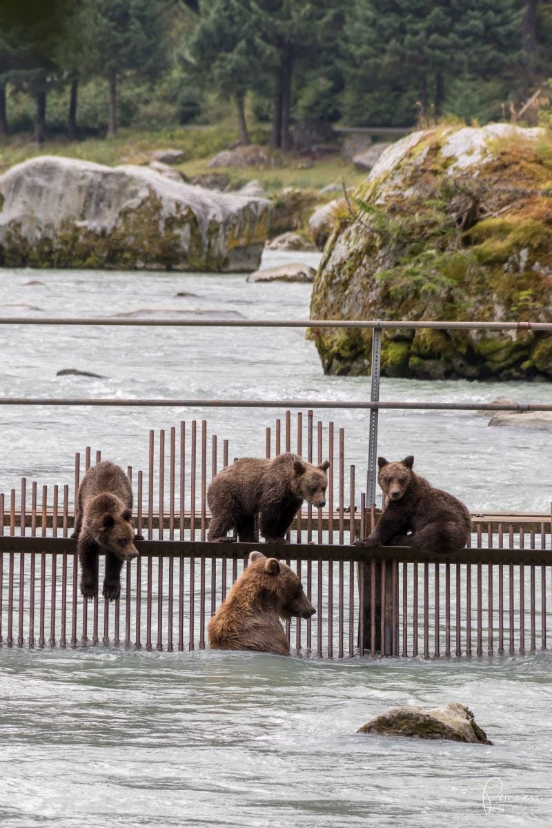 Alaska: Grizzly-Bären Beobachtung (VIDEO)