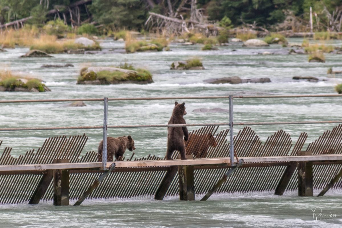 Alaska: Grizzly-Bären Beobachtung (VIDEO)