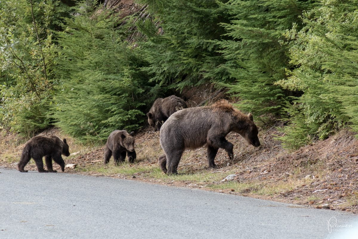 Alaska: Grizzly-Bären Beobachtung (VIDEO)