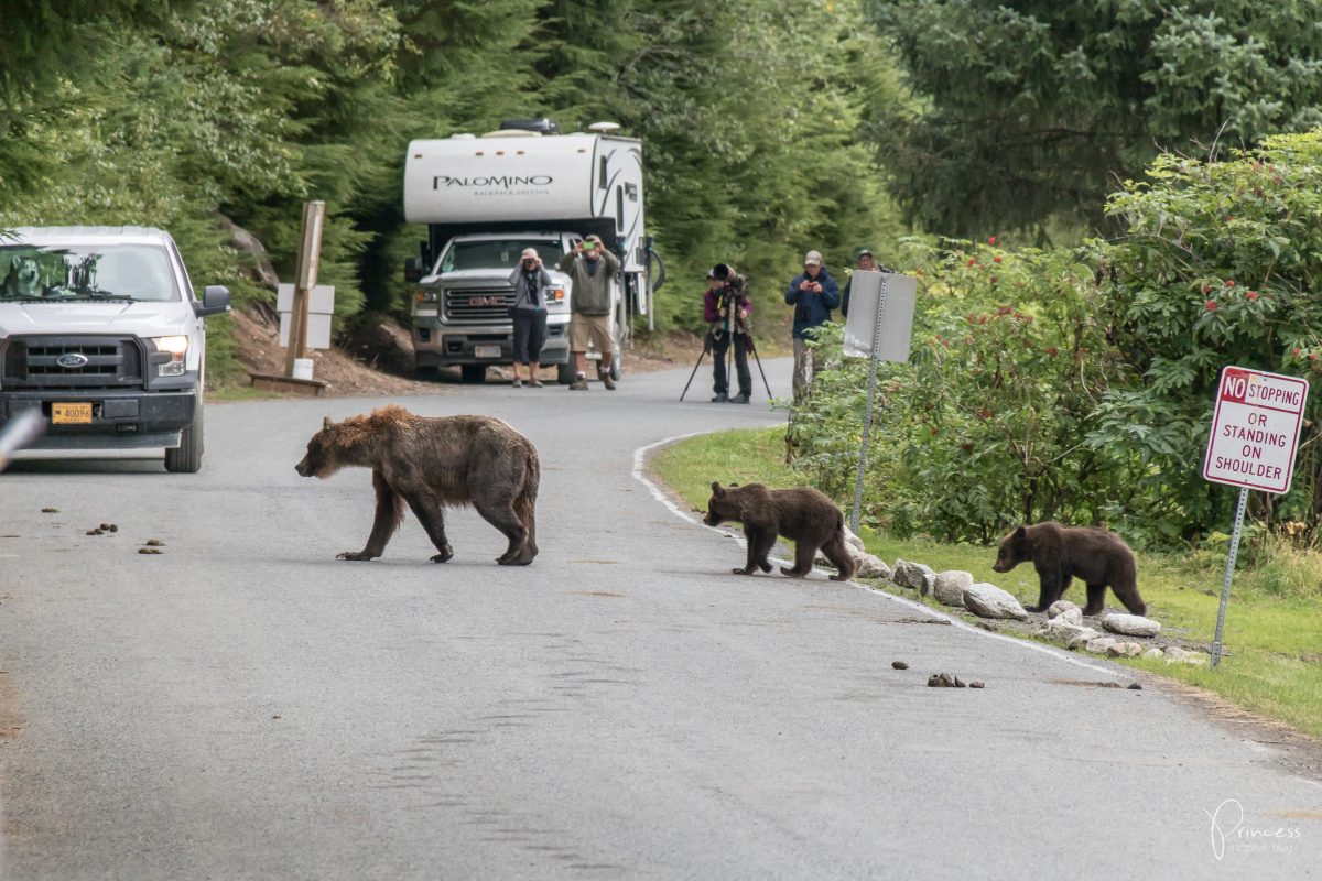 Alaska: Grizzly-Bären Beobachtung (VIDEO)