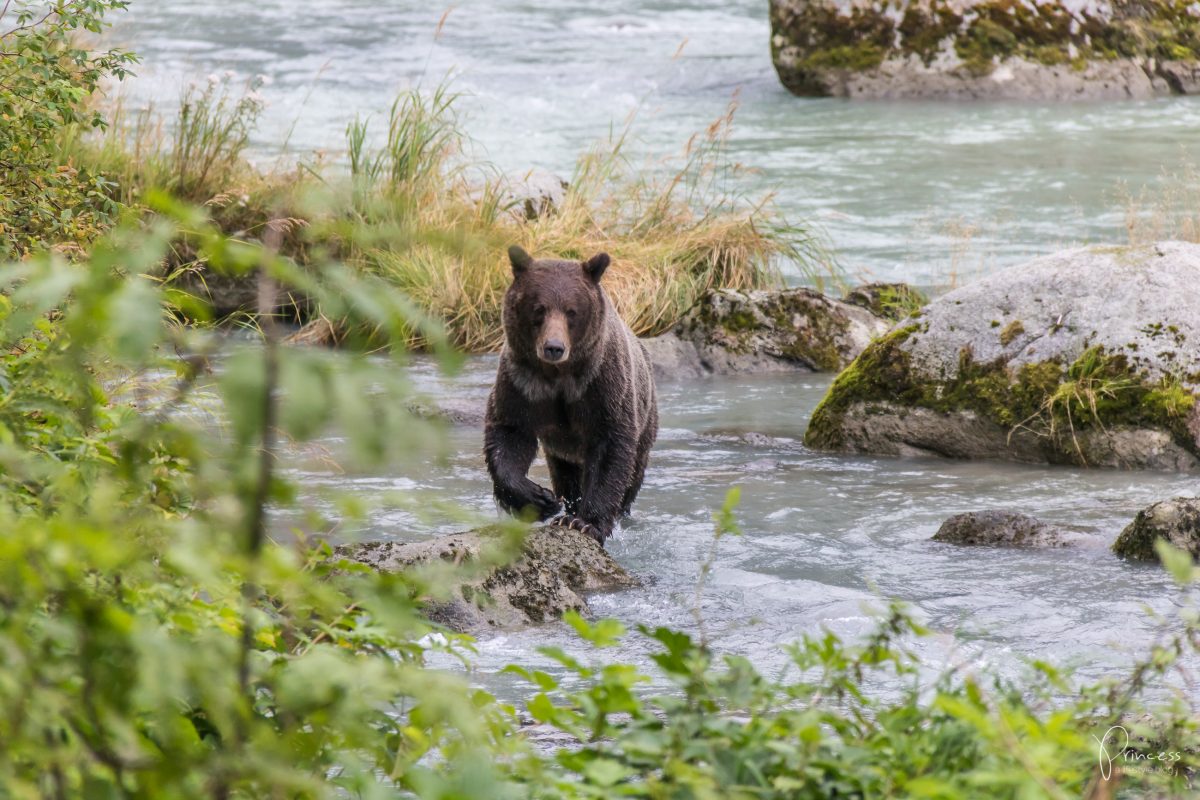 Alaska: Grizzly-Bären Beobachtung (VIDEO)