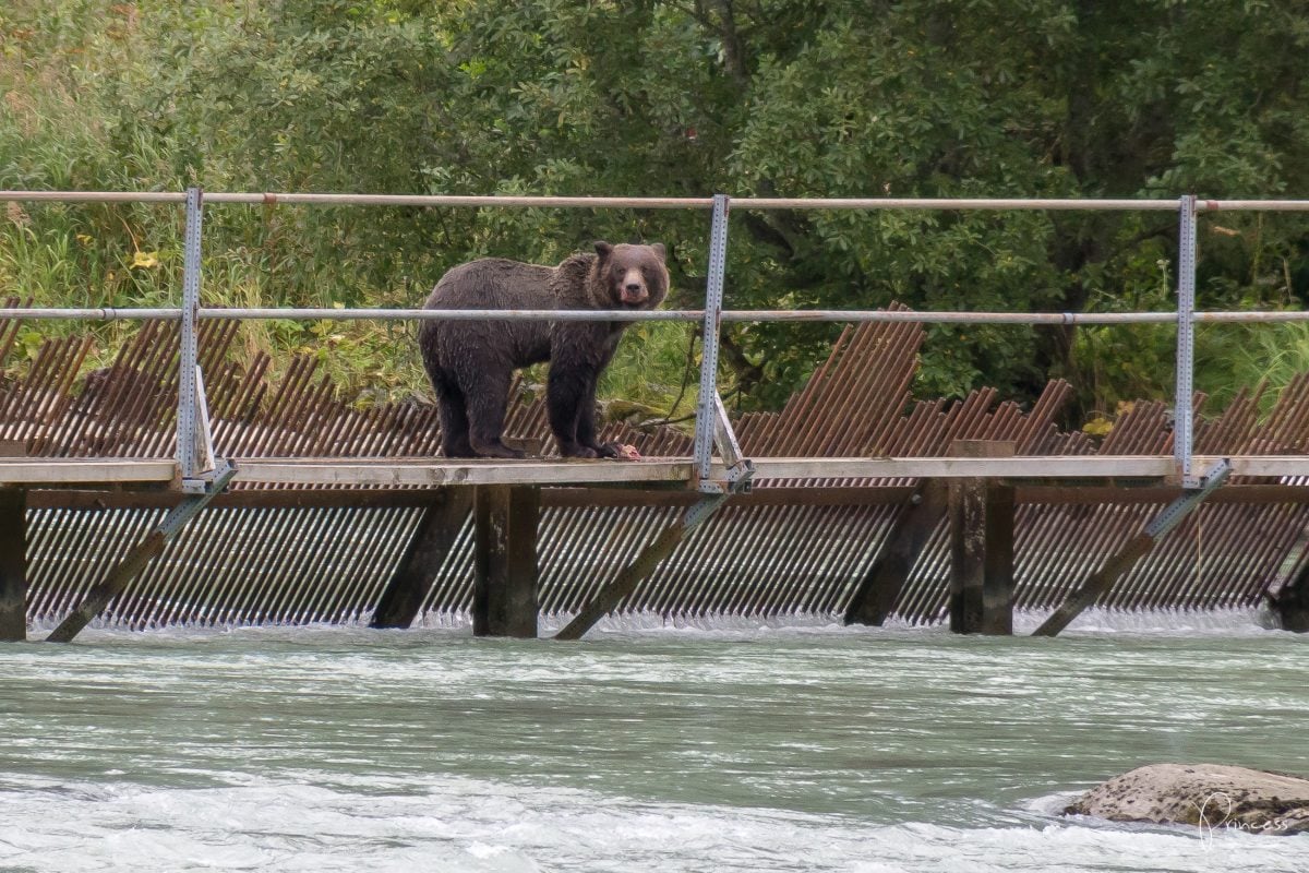 Alaska: Grizzly-Bären Beobachtung (VIDEO)