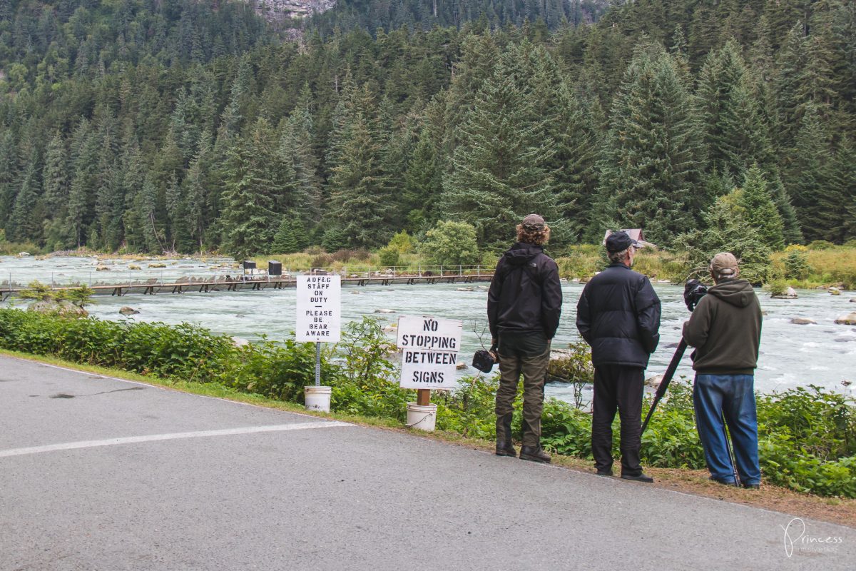 Alaska: Grizzly-Bären Beobachtung (VIDEO)