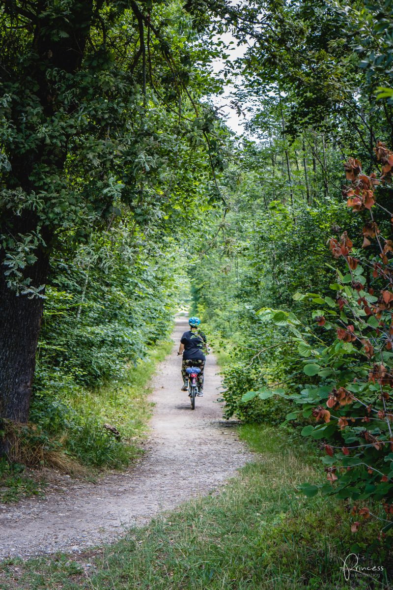 Ausflugstipp Murten: Um den Murtensee mit dem E-Bike