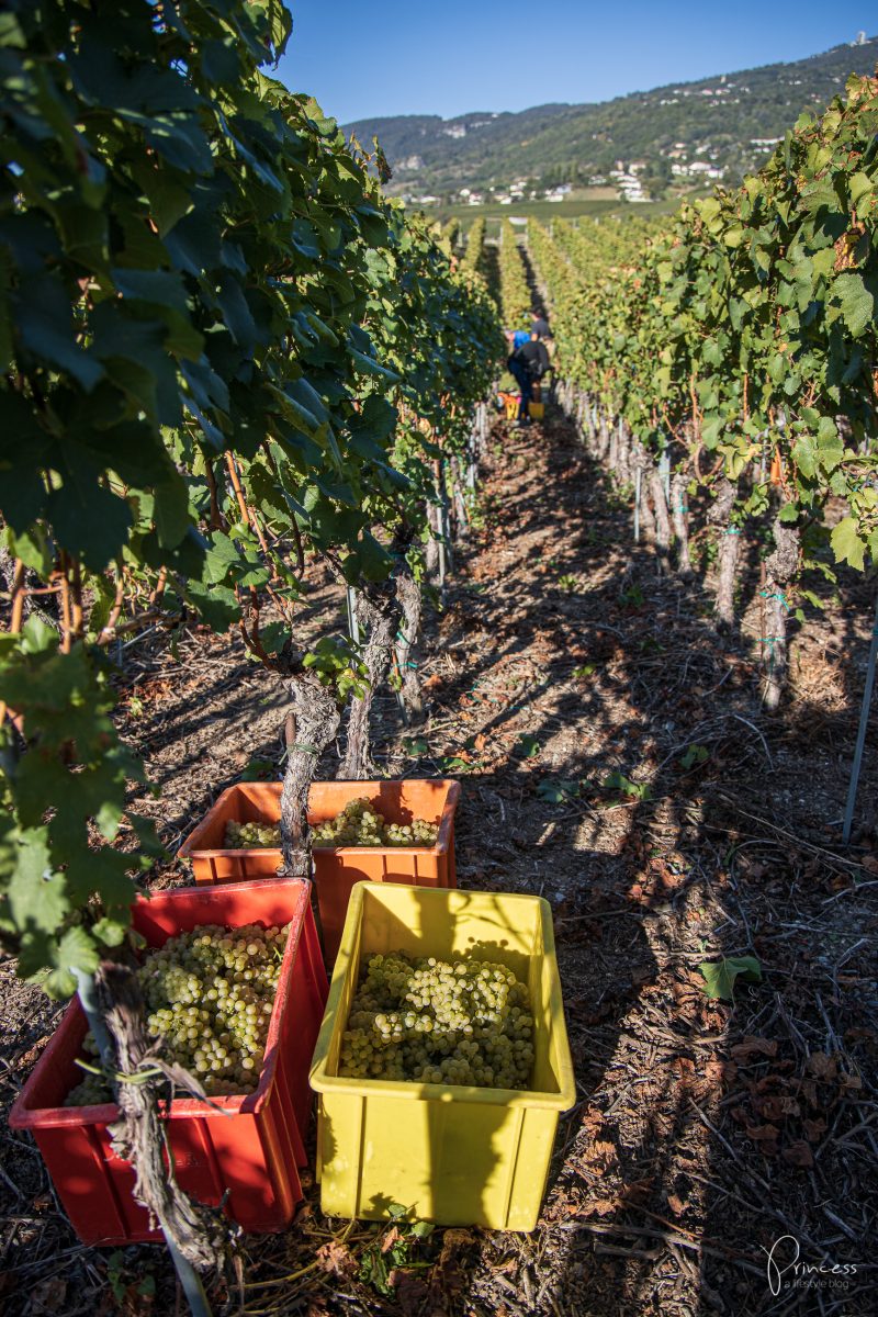 Wallis Ausflugsitpp: Am Puls der Ernte