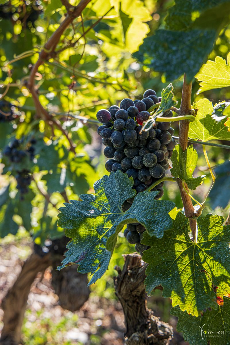 Wallis Ausflugsitpp: Am Puls der Ernte