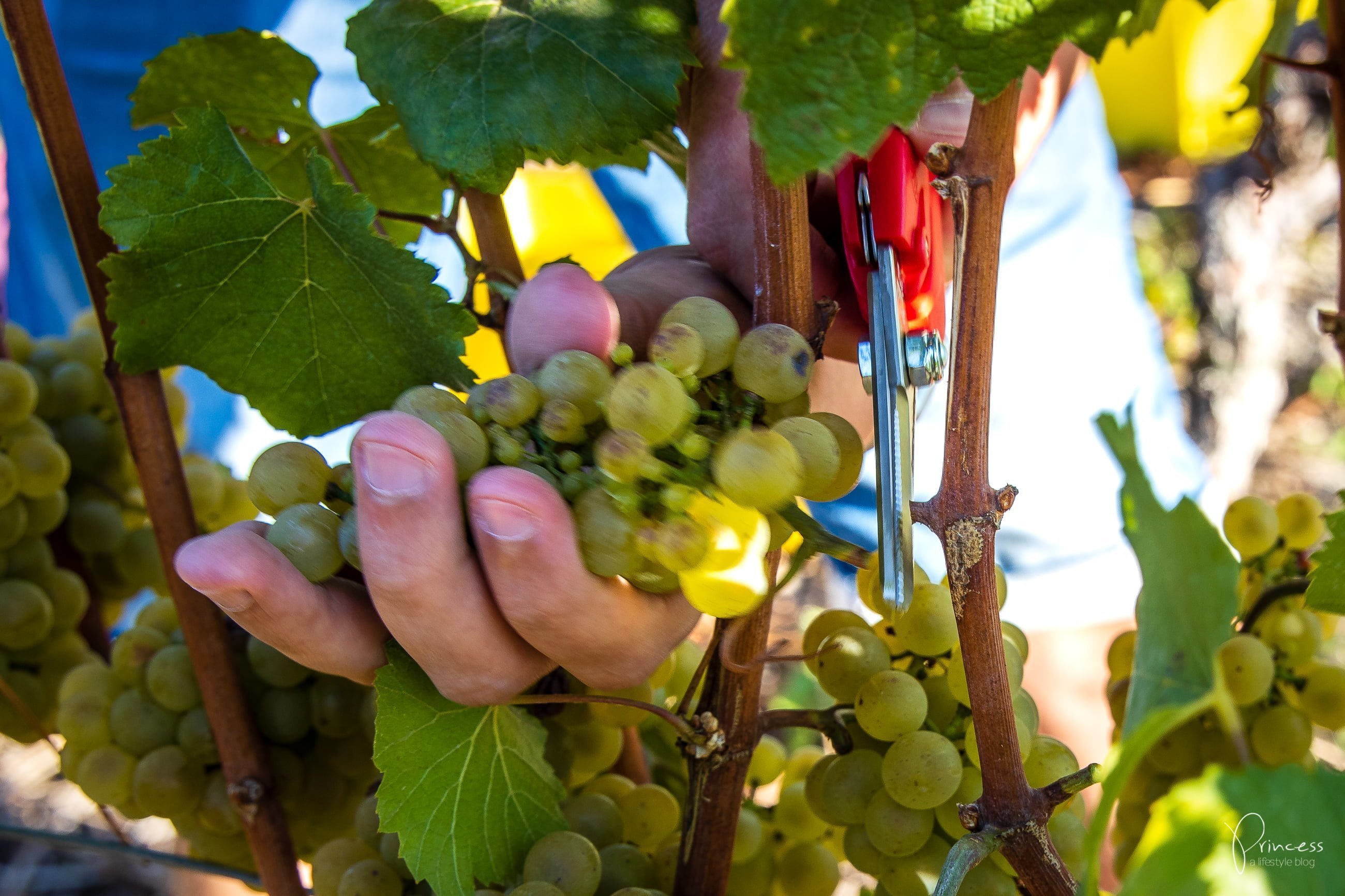 Wallis Ausflugsitpp: Am Puls der Ernte