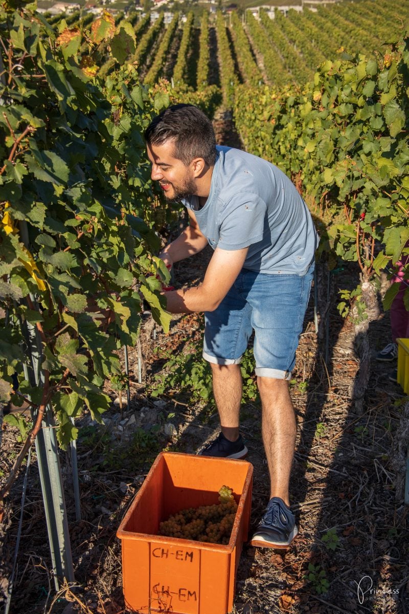 Wallis Ausflugsitpp: Am Puls der Ernte