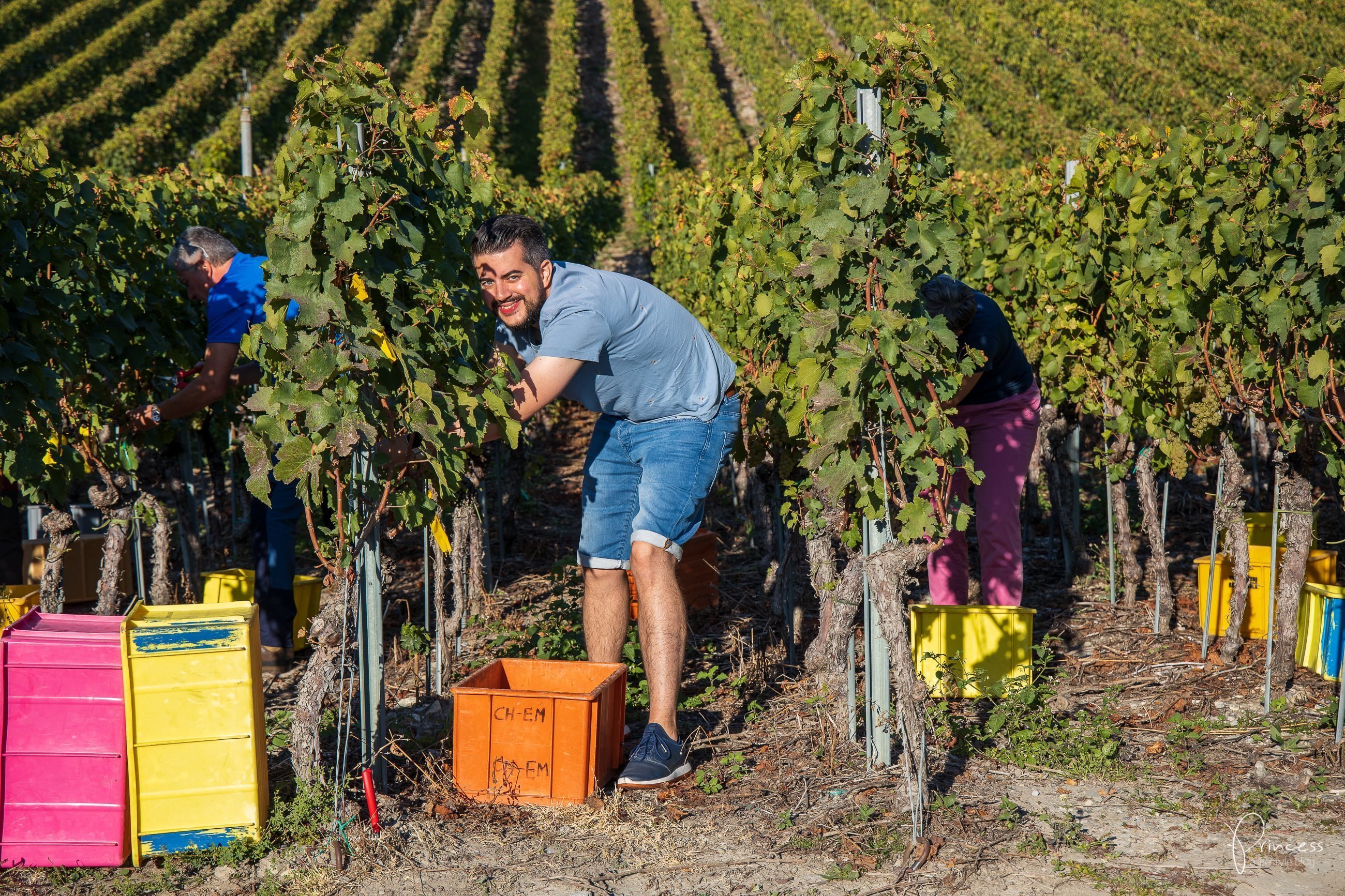 Wallis Ausflugsitpp: Am Puls der Ernte