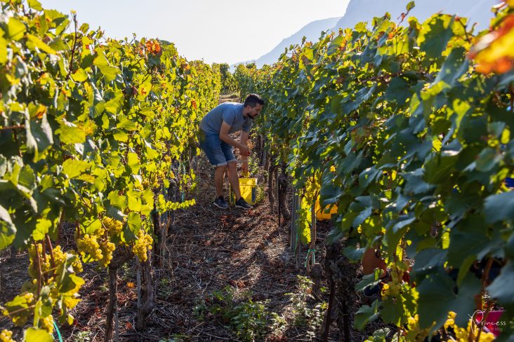 Am Puls der Ernte mit der Kreuzritter Weinkellerei in Salgesch