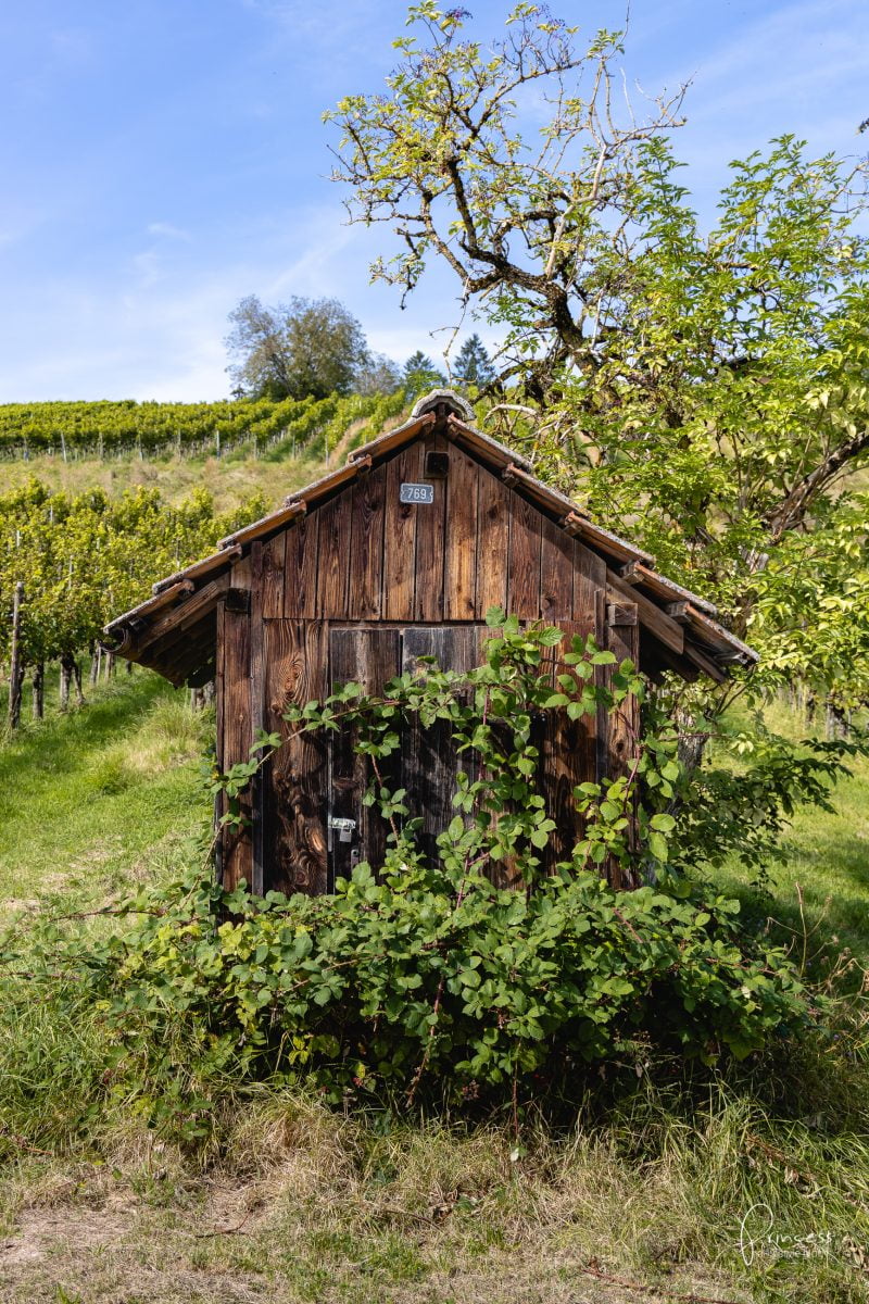 Herbstwanderung im Klettgau, Schaffhausen