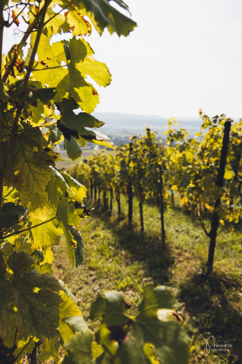 Herbstwanderung im Klettgau, Schaffhausen